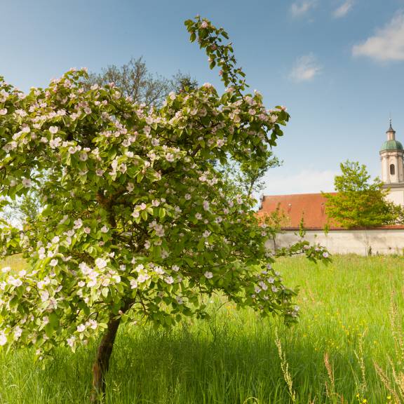 Wiesen und Wälder am Kloster