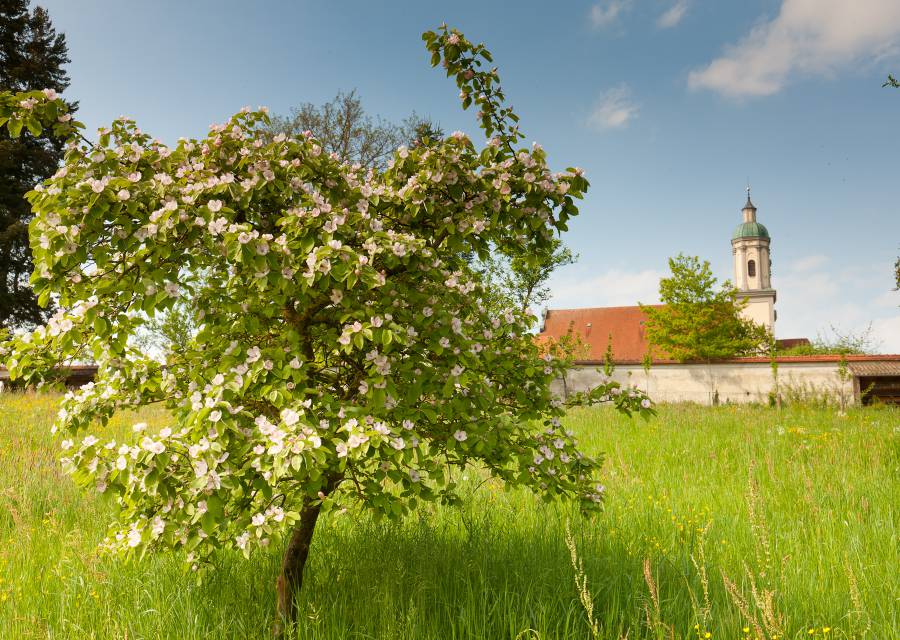 blühender Apfelbaum