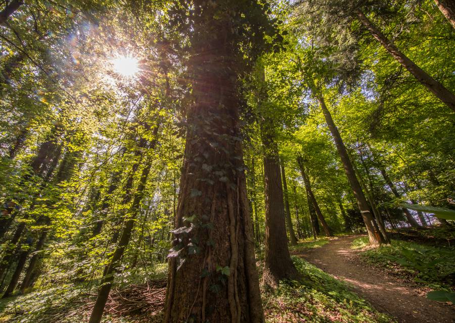 Sonne scheint durch den Wald